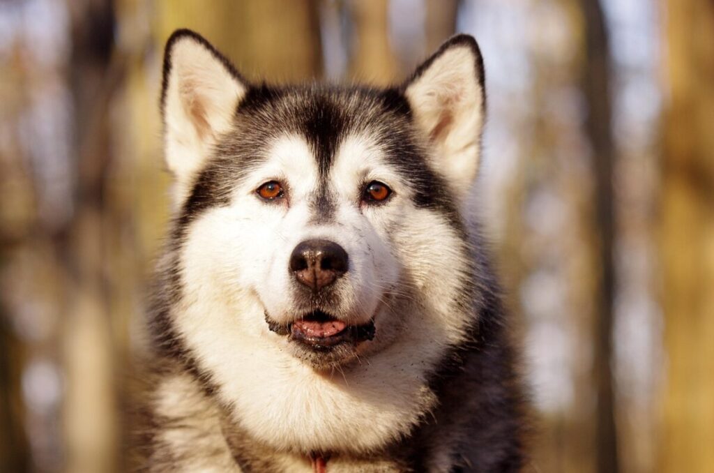 Alusky: il cane incrocio tra Husky e Malamute