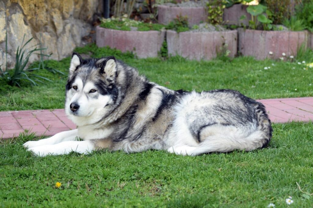 Alaskan Malamute: il gigante buono dal cuore artico