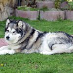Alaskan Malamute: il gigante buono dal cuore artico