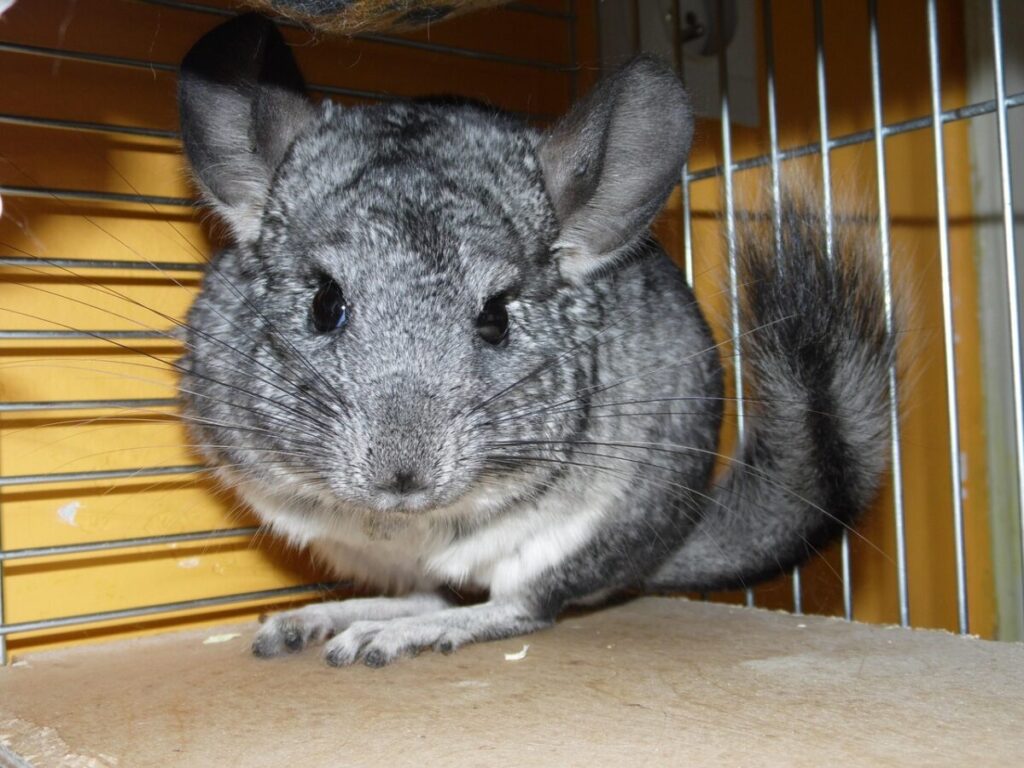 Coniglio American Chinchilla: caratteristiche, cura e comportamento