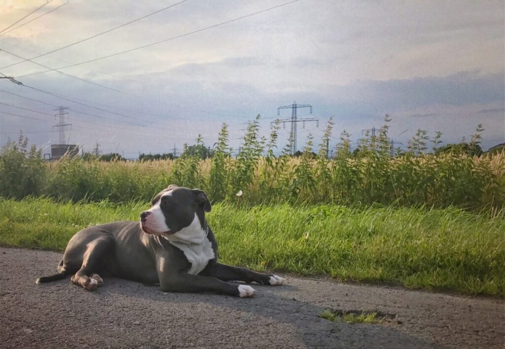 American Bully: caratteristiche, cura e comportamento di questa razza
