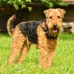 Airedale Terrier: il gigante tra i Terrier