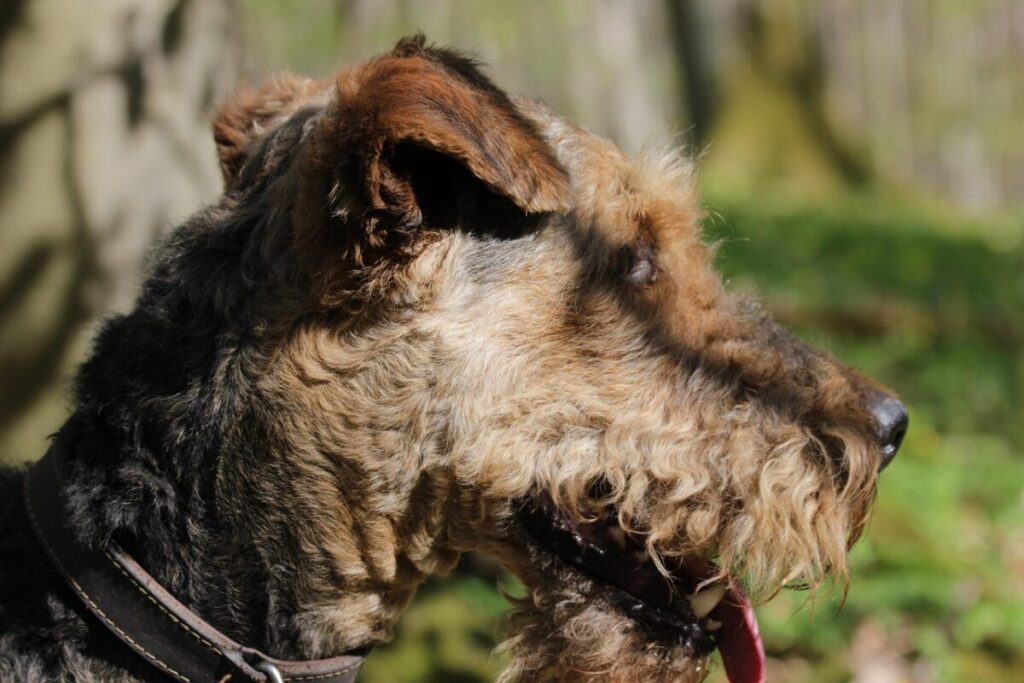 Airedale Terrier: il gigante tra i Terrier