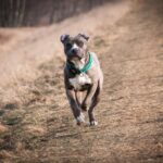 American Pitbull Terrier: storia, caratteristiche e cura di una razza controversa
