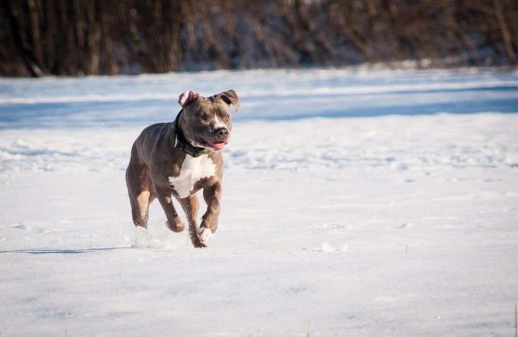 American Pitbull Terrier: storia, caratteristiche e cura di una razza controversa
