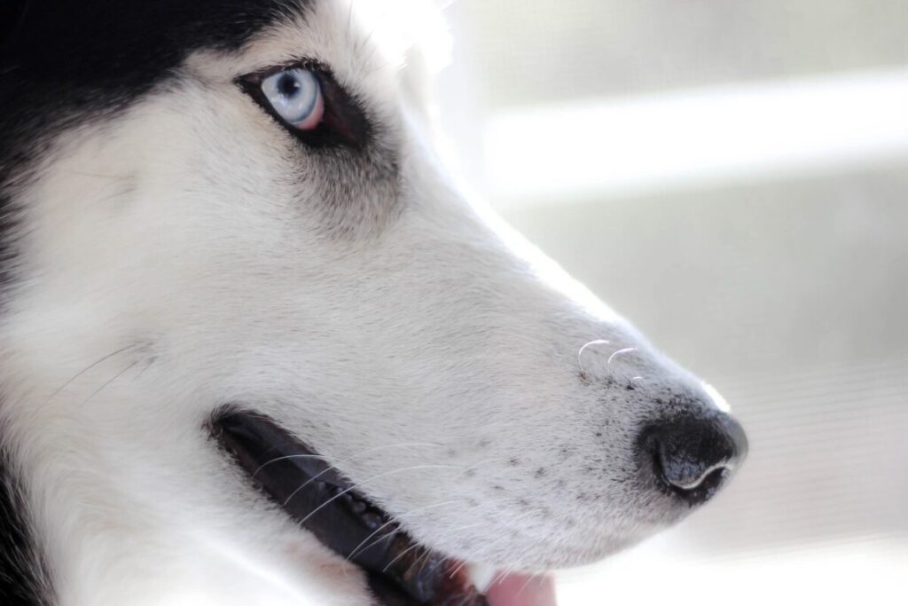 Alusky: il cane incrocio tra Husky e Malamute
