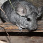 Coniglio American Chinchilla: caratteristiche, cura e comportamento