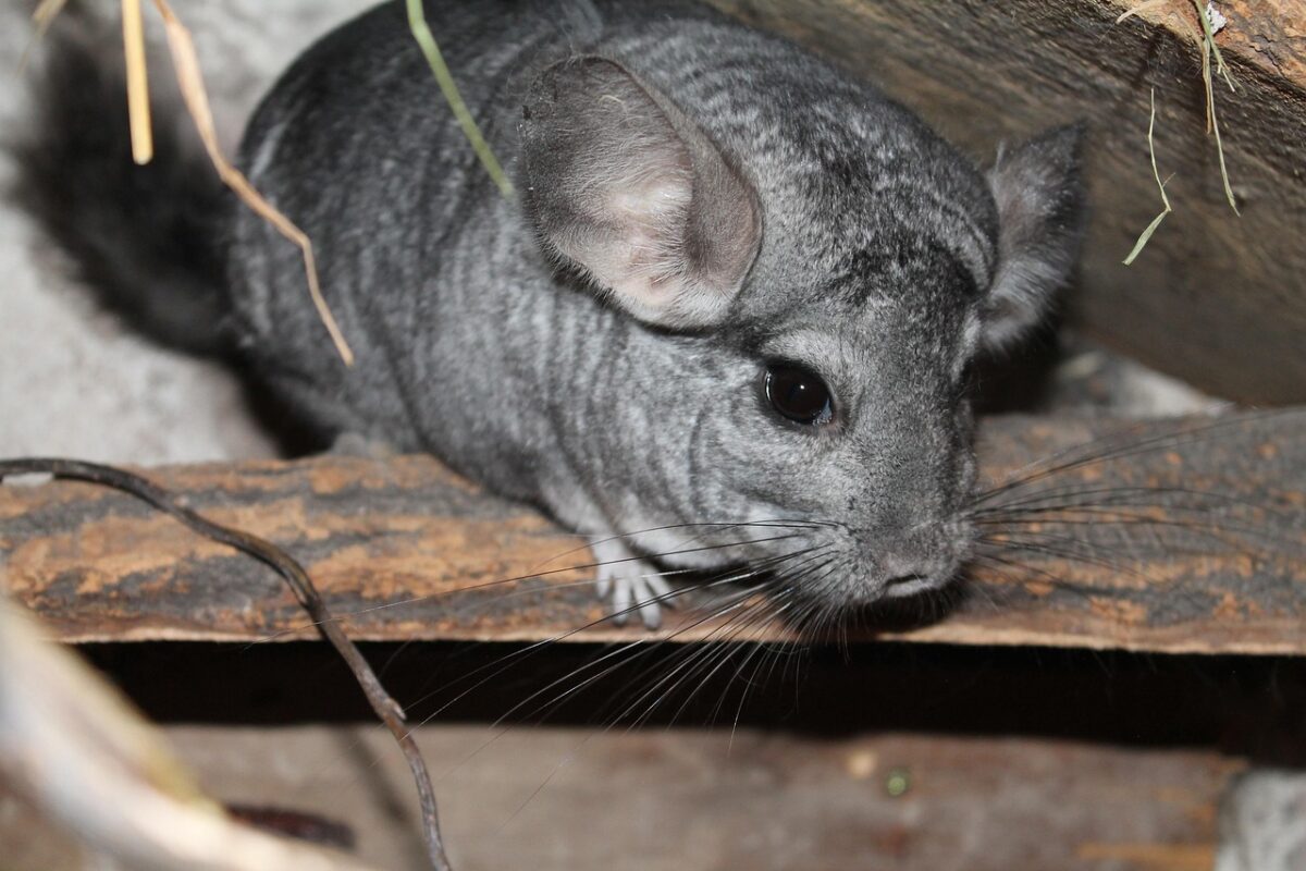 Coniglio American Chinchilla: caratteristiche, cura e comportamento
