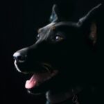 Alano: il gigante buono dal cuore nobile