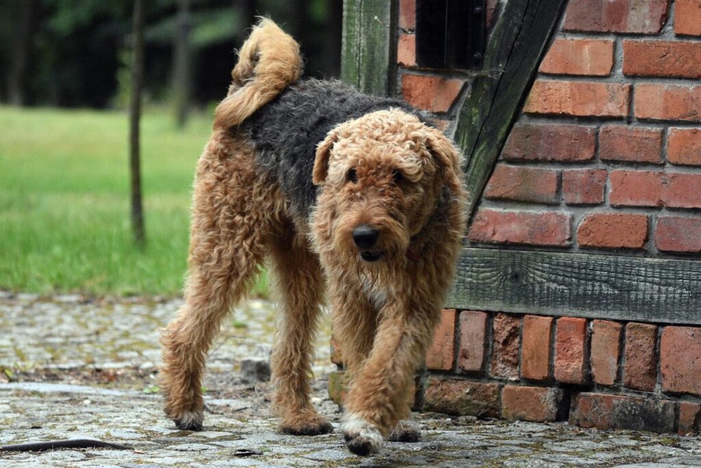 Airedale Terrier: il gigante tra i Terrier