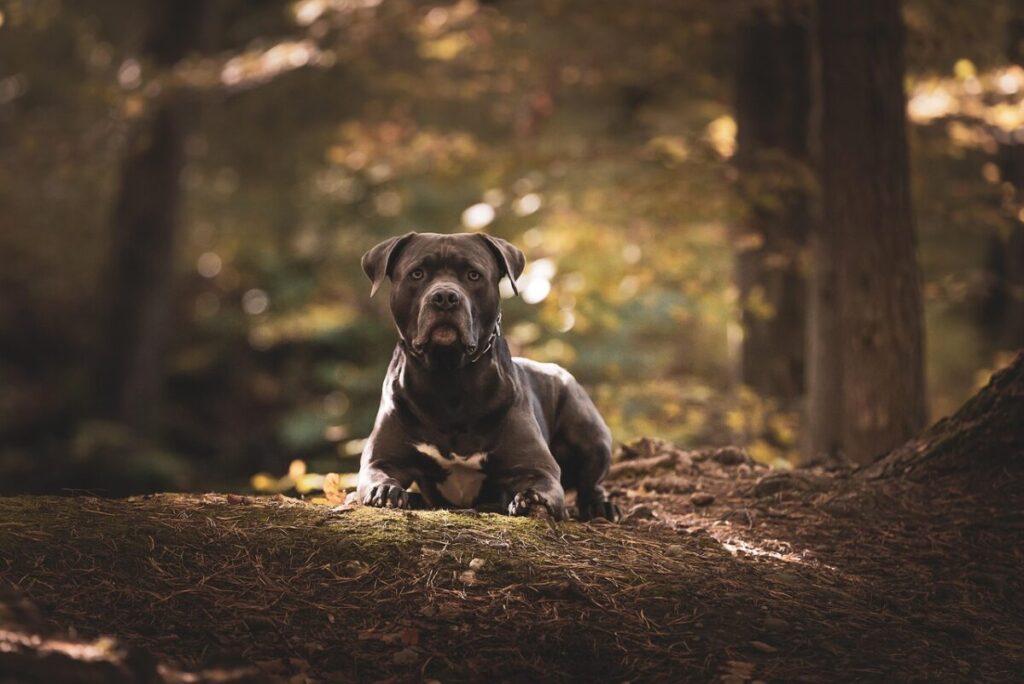 American Bully: caratteristiche, cura e comportamento di questa razza