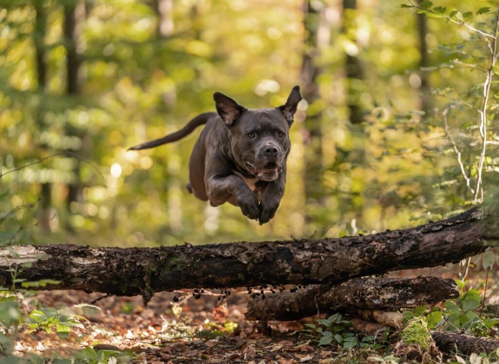 American Bully: caratteristiche, cura e comportamento di questa razza