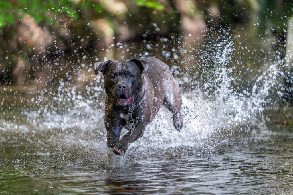 American Bully: caratteristiche, cura e comportamento di questa razza