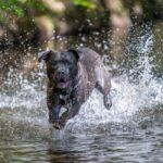 American Bully: caratteristiche, cura e comportamento di questa razza