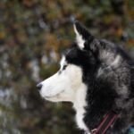 Alusky: il cane incrocio tra Husky e Malamute