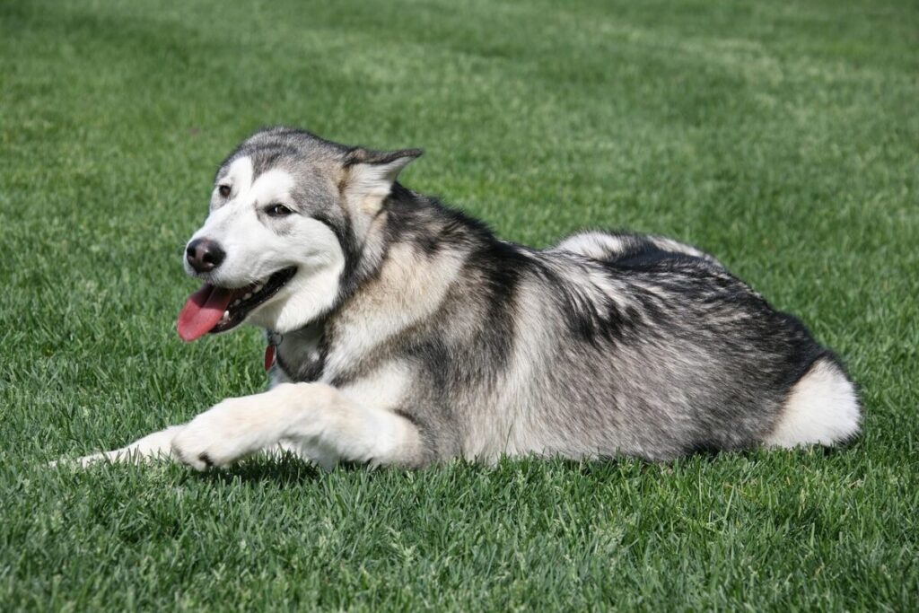 Alaskan Malamute: il gigante buono dal cuore artico