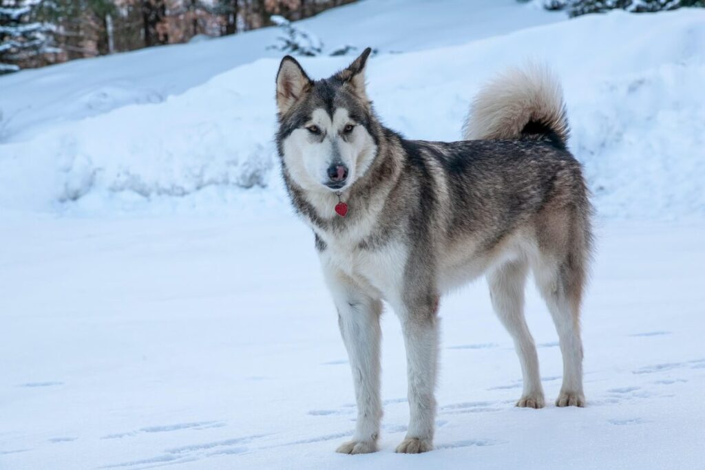 Alaskan Malamute: il gigante buono dal cuore artico