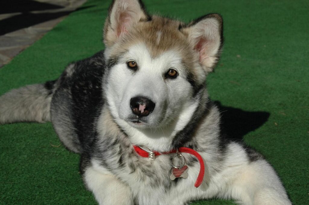 Alaskan Malamute: il gigante buono dal cuore artico