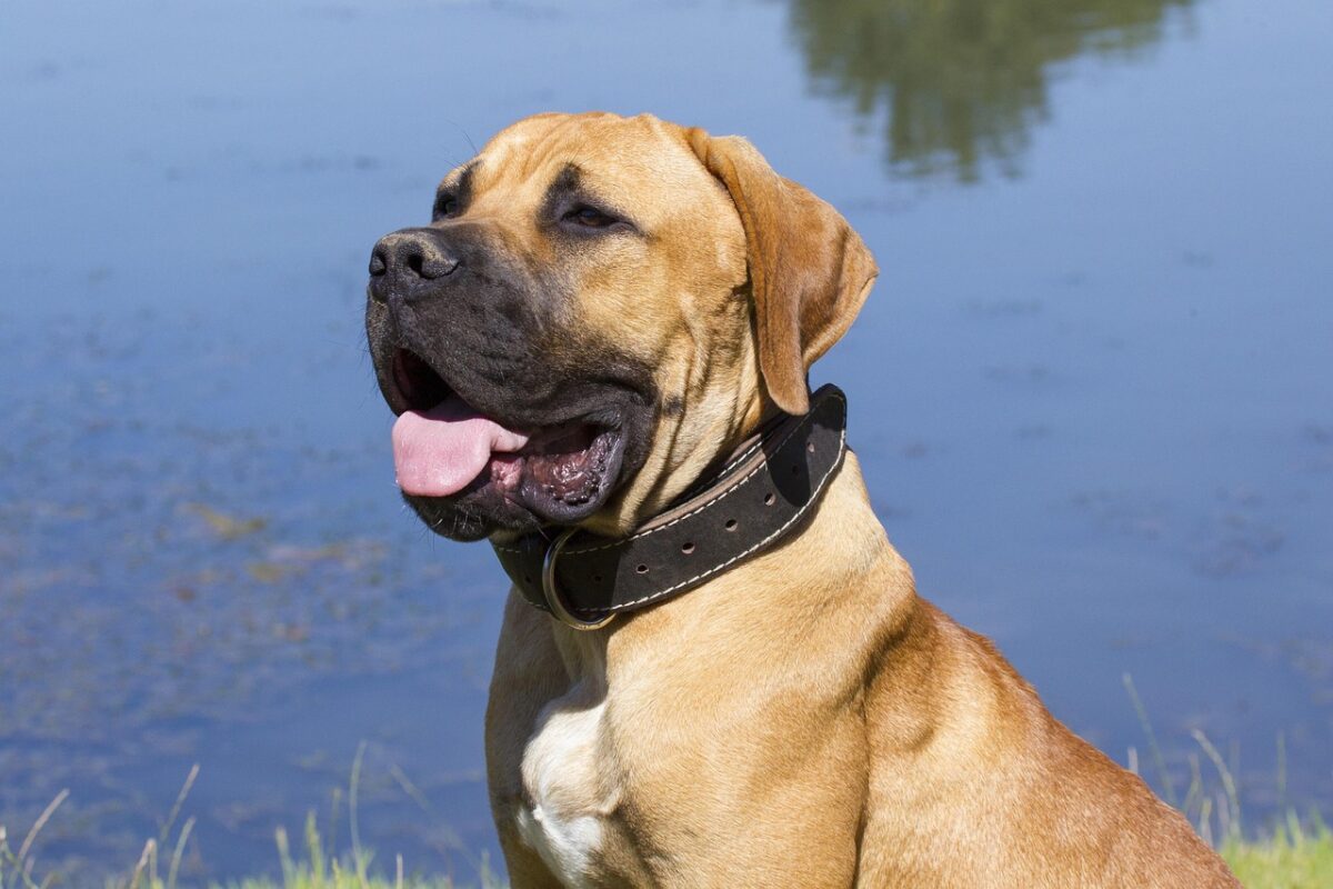 Boerboel, il gigante buono del Sudafrica