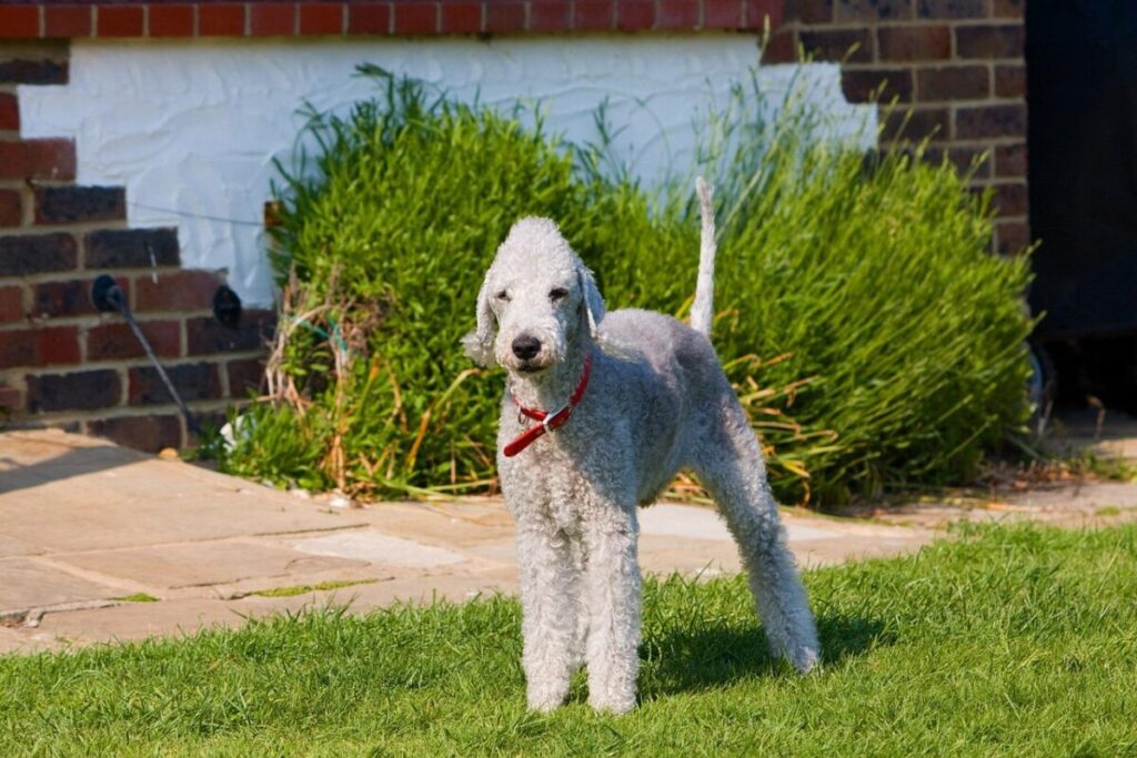 Bedlington Terrier: il cane elegante dal passato da minatore