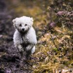 Il Bolognese, il cane che conquistò i reali d’Europa