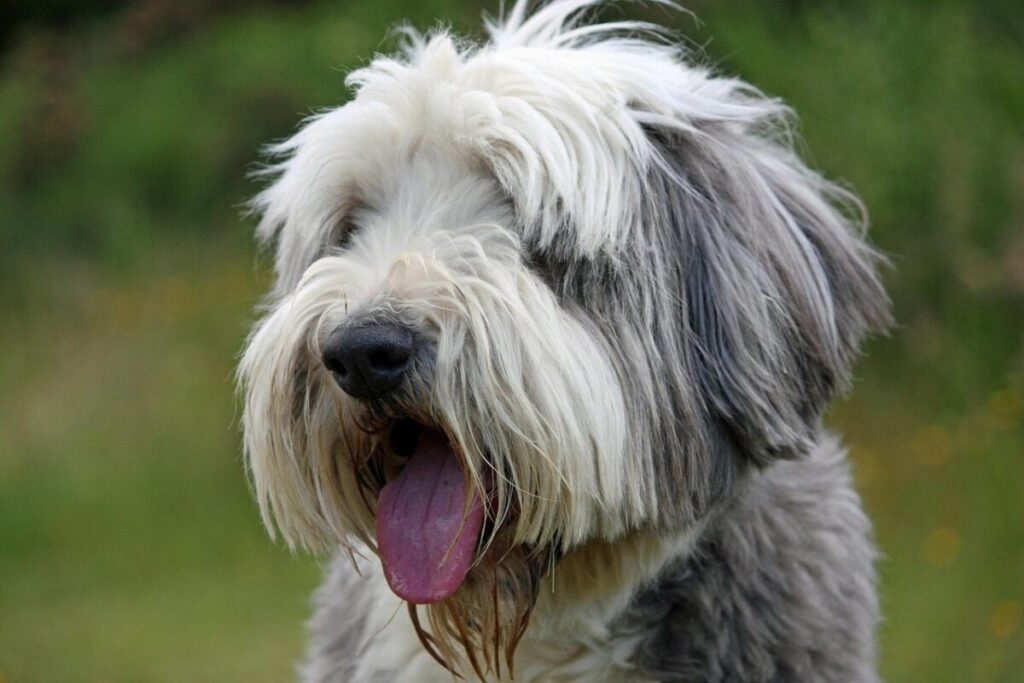 Bearded Collie: il cane da pastore dal cuore dolce e dallo sguardo intelligente