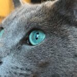 Blu di Russia: eleganza felina e fascino senza tempo