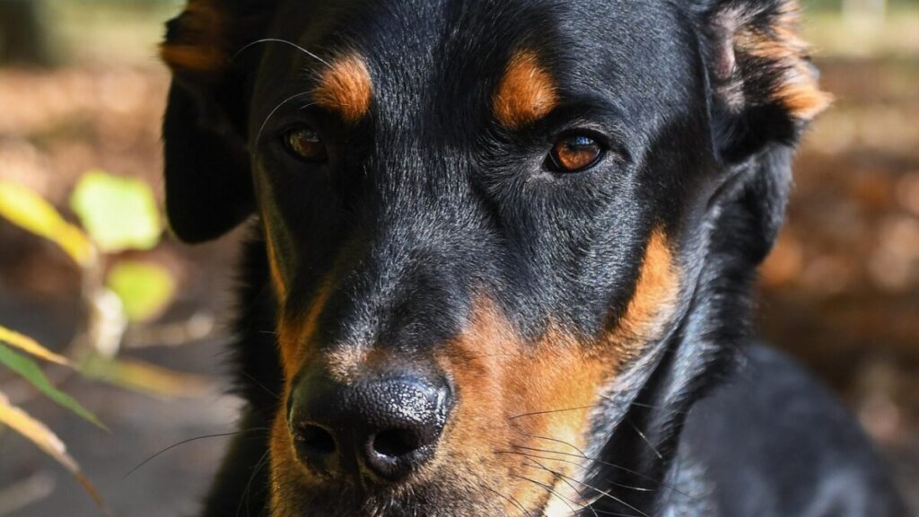 Beauceron, il pastore francese fedele e instancabile