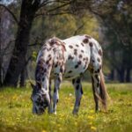 Appaloosa: il cavallo maculato che ha fatto la storia dei nativi americani