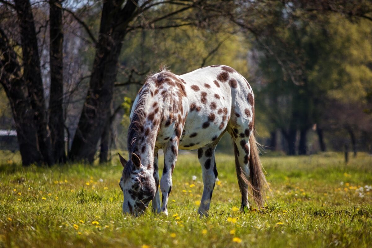 Appaloosa: il cavallo maculato che ha fatto la storia dei nativi americani
