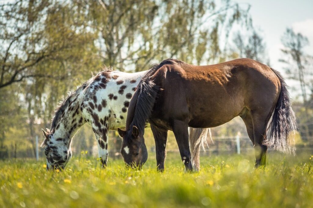 Appaloosa: il cavallo maculato che ha fatto la storia dei nativi americani