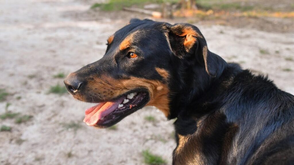 Beauceron, il pastore francese fedele e instancabile