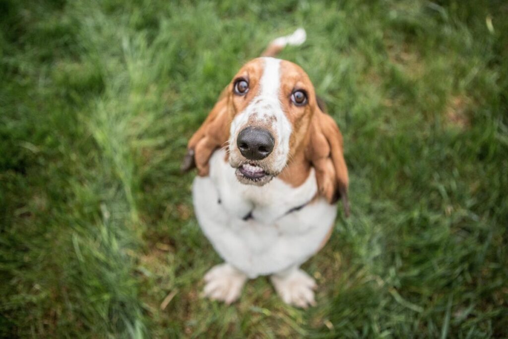 Scopri il Basset Hound: storia, aspetto e comportamento