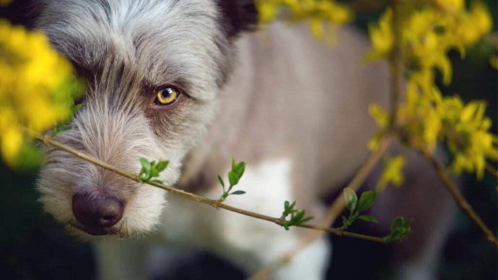 Bearded Collie: il cane da pastore dal cuore dolce e dallo sguardo intelligente