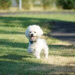 Bichon Frisé: il cane dal sorriso contagioso e dal carattere irresistibile