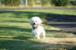 Bichon Frisé: il cane dal sorriso contagioso e dal carattere irresistibile
