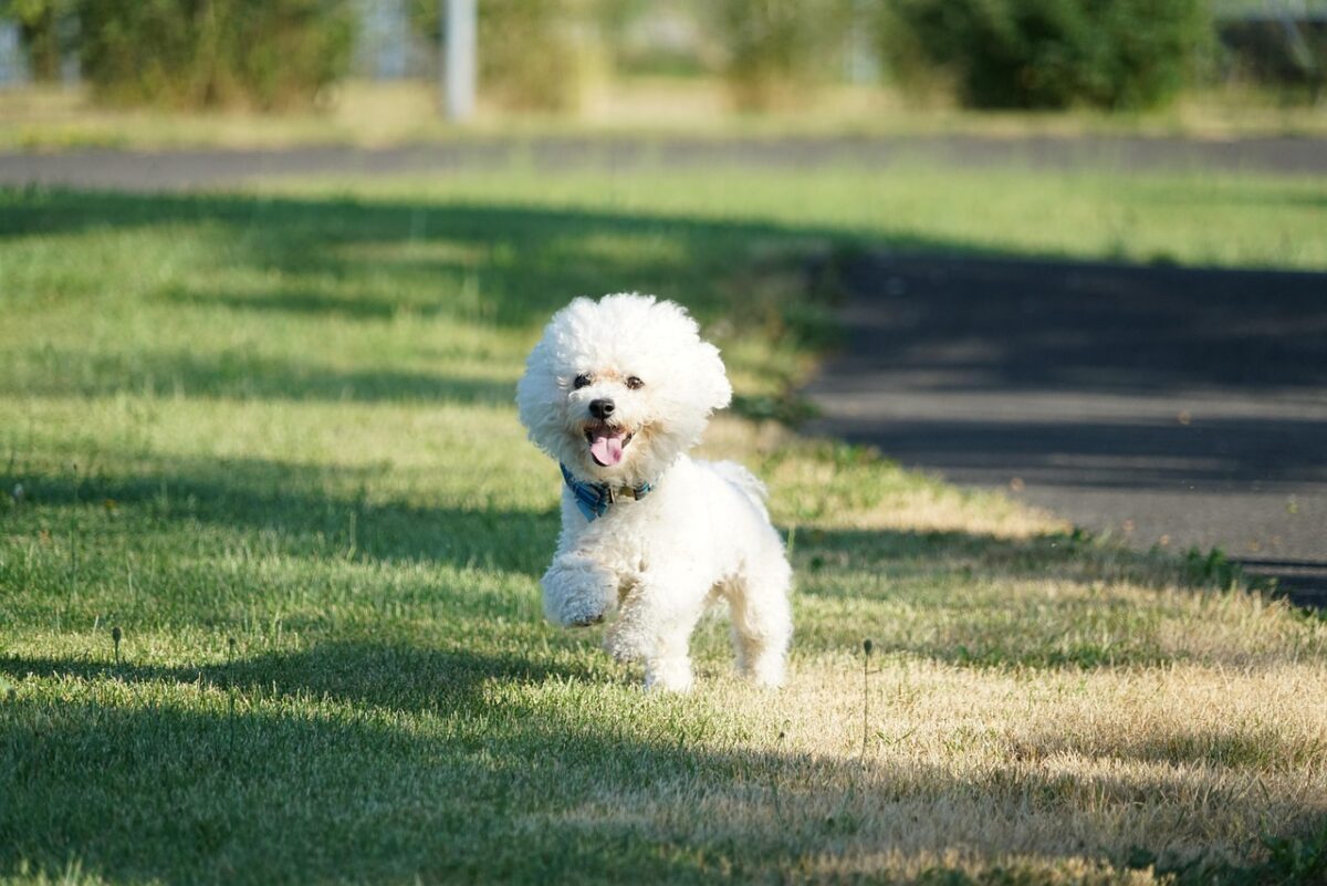 Bichon Frisé: il cane dal sorriso contagioso e dal carattere irresistibile