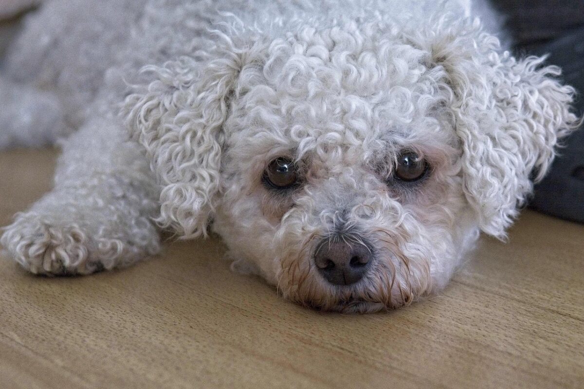 Bichon Frisé: il cane dal sorriso contagioso e dal carattere irresistibile