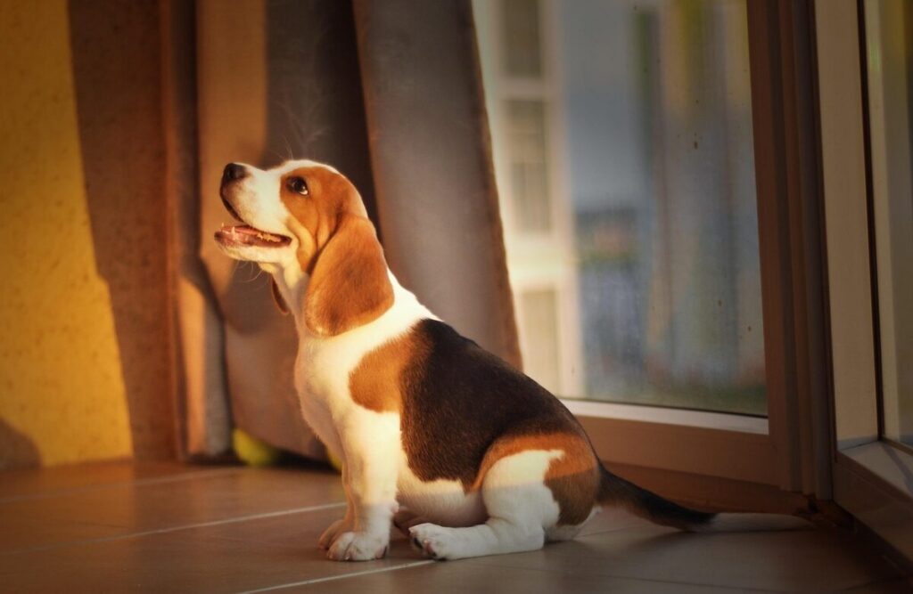 Beagle: il segugio dal cuore d’oro, tra storia, carattere e curiosità