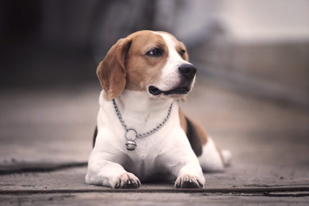 Beagle: il segugio dal cuore d’oro, tra storia, carattere e curiosità