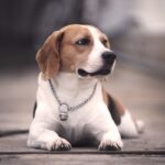 Beagle: il segugio dal cuore d’oro, tra storia, carattere e curiosità