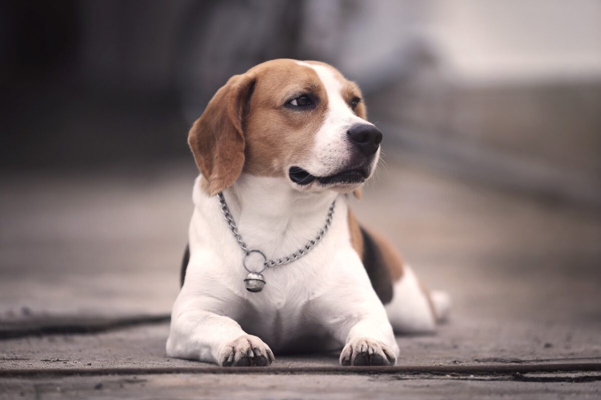 Beagle: il segugio dal cuore d’oro, tra storia, carattere e curiosità