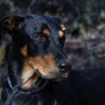 Beauceron, il pastore francese fedele e instancabile