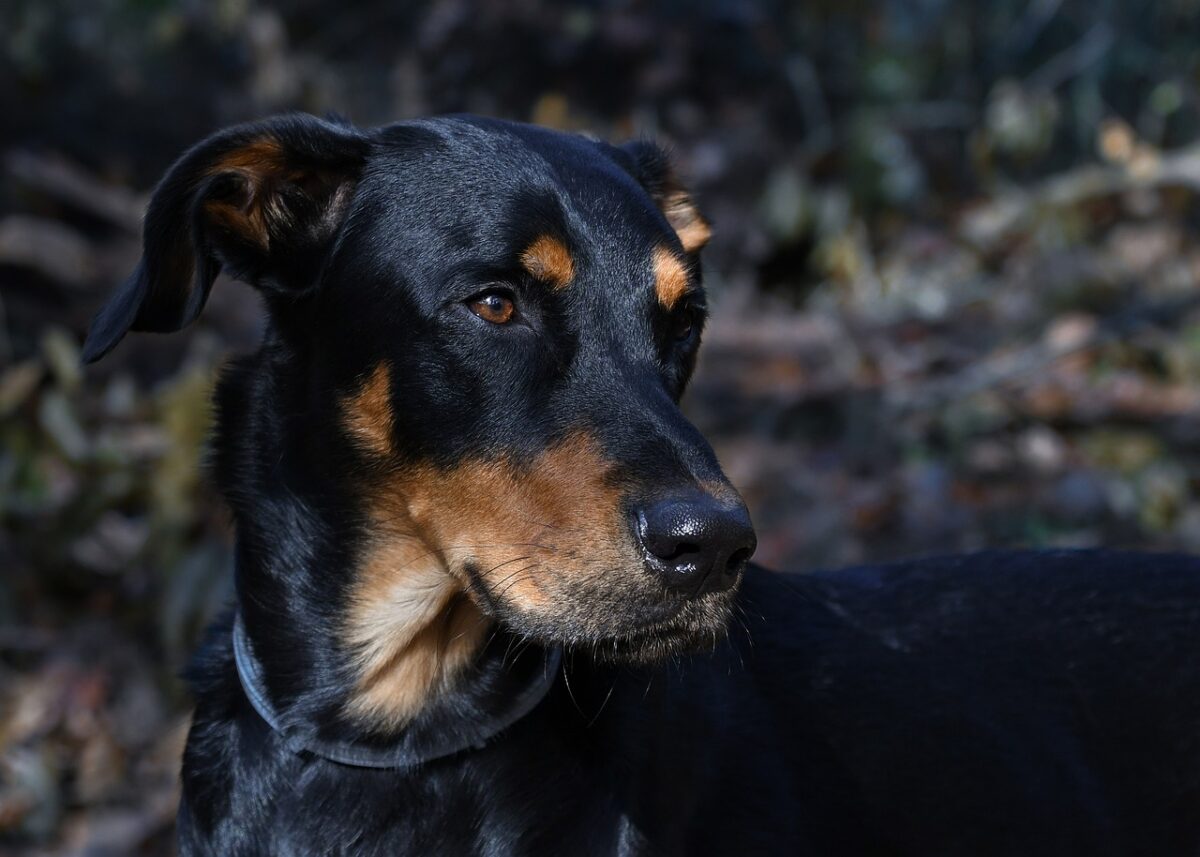 Beauceron, il pastore francese fedele e instancabile