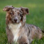 Australian Cattle Dog: energia allo stato puro e fedeltà senza confini