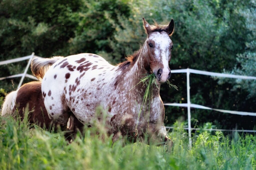 Appaloosa: il cavallo maculato che ha fatto la storia dei nativi americani