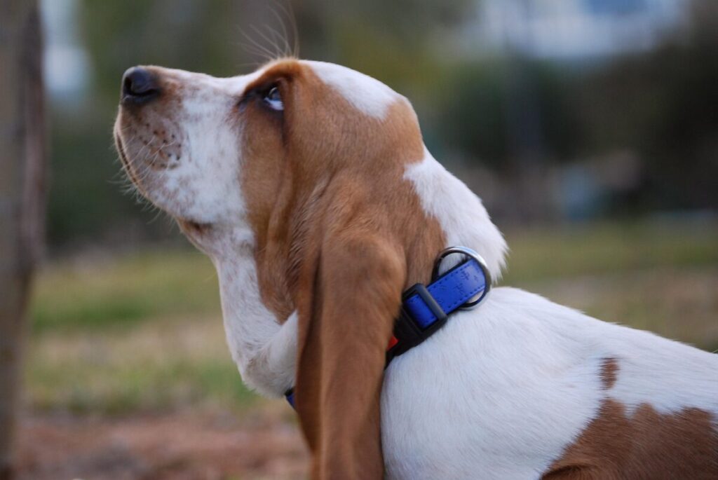 Scopri il Basset Hound: storia, aspetto e comportamento