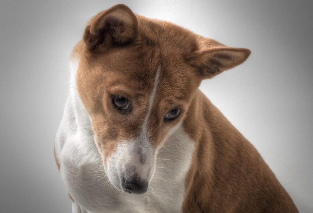 Basenji: il cane che non abbaia, antico, elegante e indipendente Basenji: il cane che non abbaia, antico, elegante e indipendente