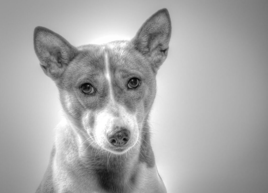 Basenji: il cane che non abbaia, antico, elegante e indipendente Basenji: il cane che non abbaia, antico, elegante e indipendente