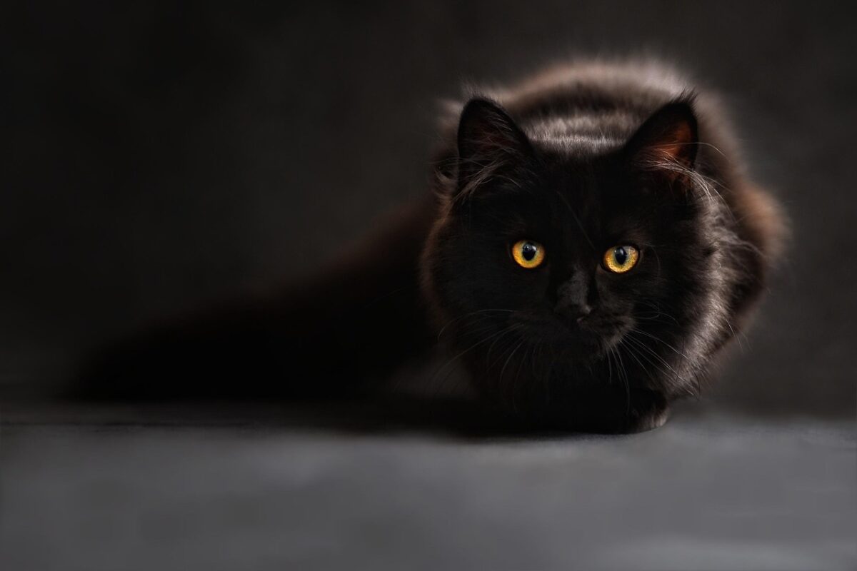 Gatto Bombay: il felino nero che ricorda una pantera